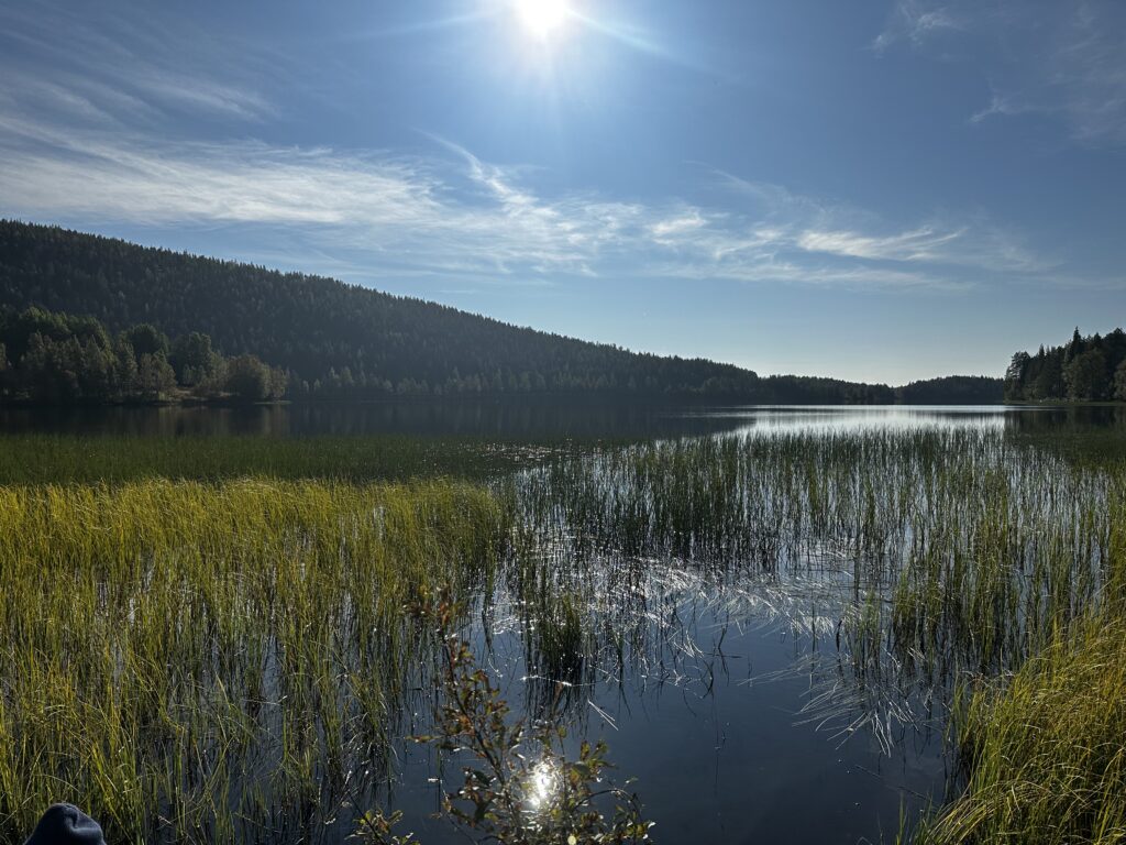 A lake near Levi in summer, with reeds and forested hills