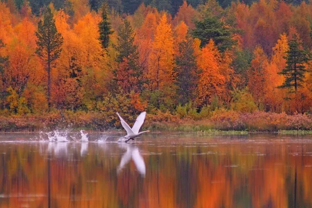 A whooper swan taking flight over a lake near Levi